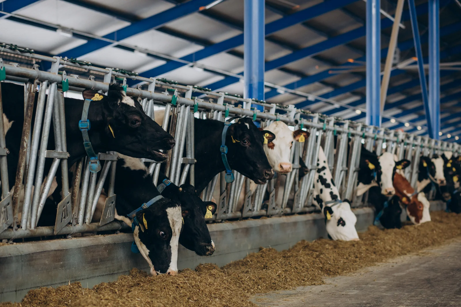 cow-bulls-cowshed-farm