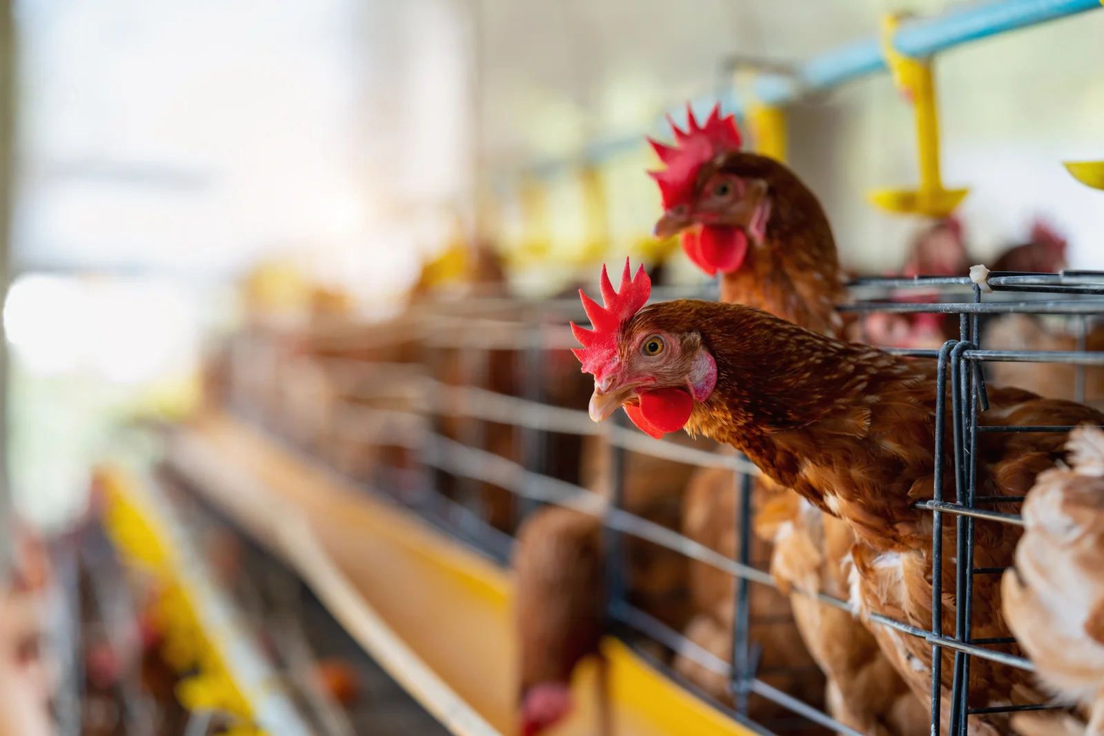 hens-factory-chicken-cages-1